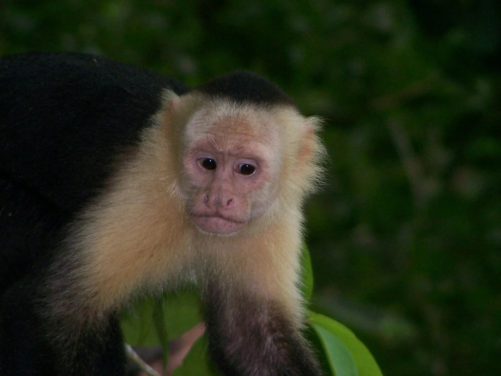 Капуцин ул кирова 10 фото File:White-faced capuchin monkey 4.jpeg - Wikipedia