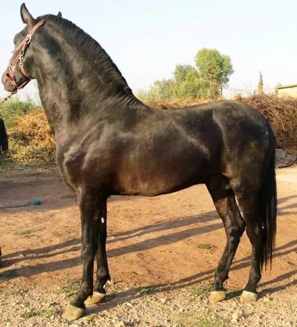 Карабаир порода лошадей фото и описание Épinglé sur hoofshu Fantasia maroc, Beaux chevaux, Cheval empaillé