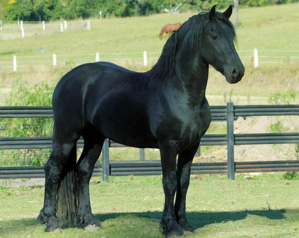 Карабаир порода лошадей фото и описание Pin by Csajbók Mária on Horses black Friesian horse, Horses, Beautiful horses