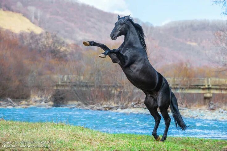 Карачаевская лошадь фото Разные - альбомы - OlgaSt - конники Horses, Horse breeds, Horse equestrian