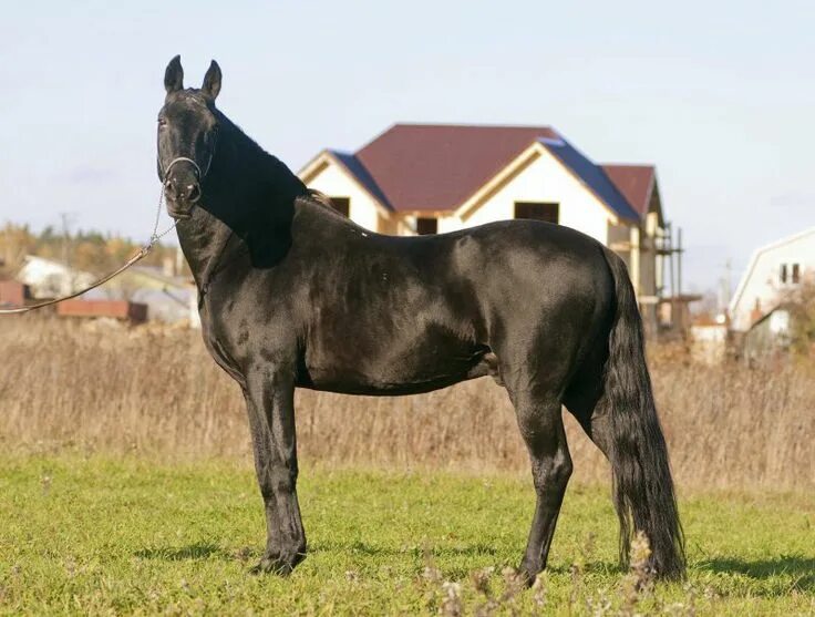 Карачаевская лошадь фото Карачаевская - фотографии - equestrian.ru (с изображениями) Лошади, Красивые лош