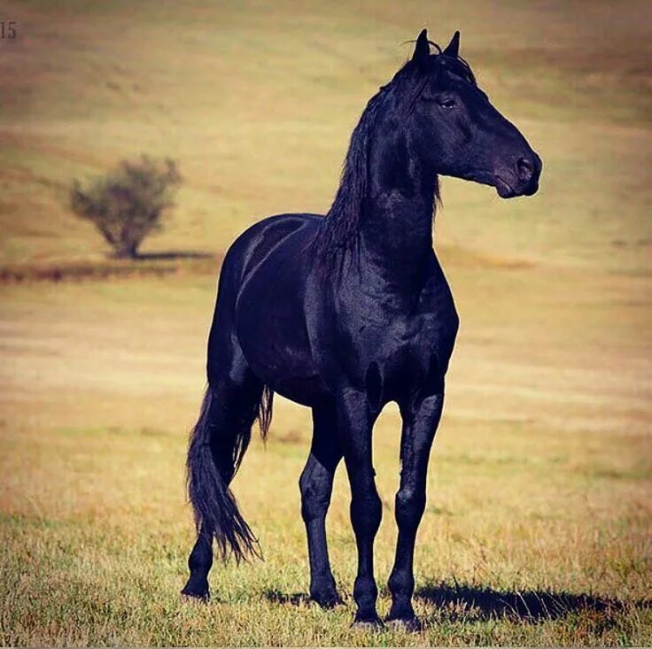 Карачаевская лошадь фото Pin on Лошади Horses, Friesian horse, Horse pictures