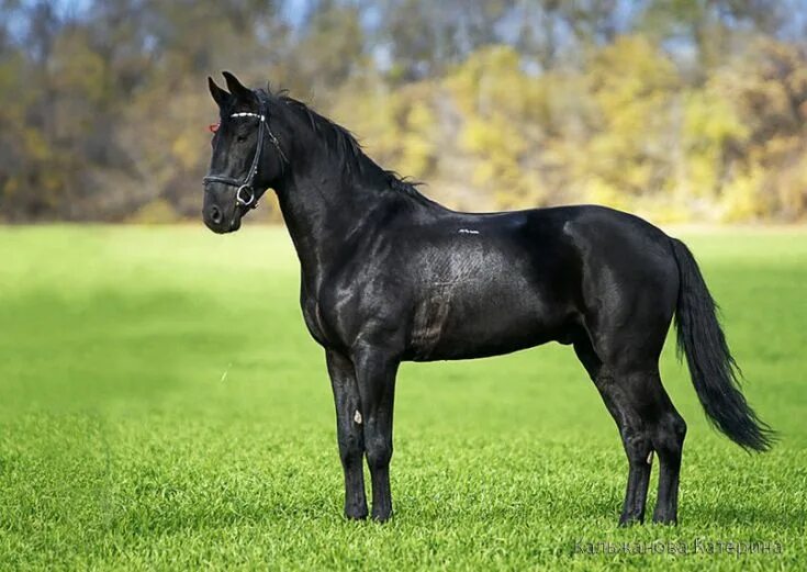 Карачаевская лошадь фото Kabarda stallion Karo. The Kabarda or Kabardin horse is a breed from the Caucasu