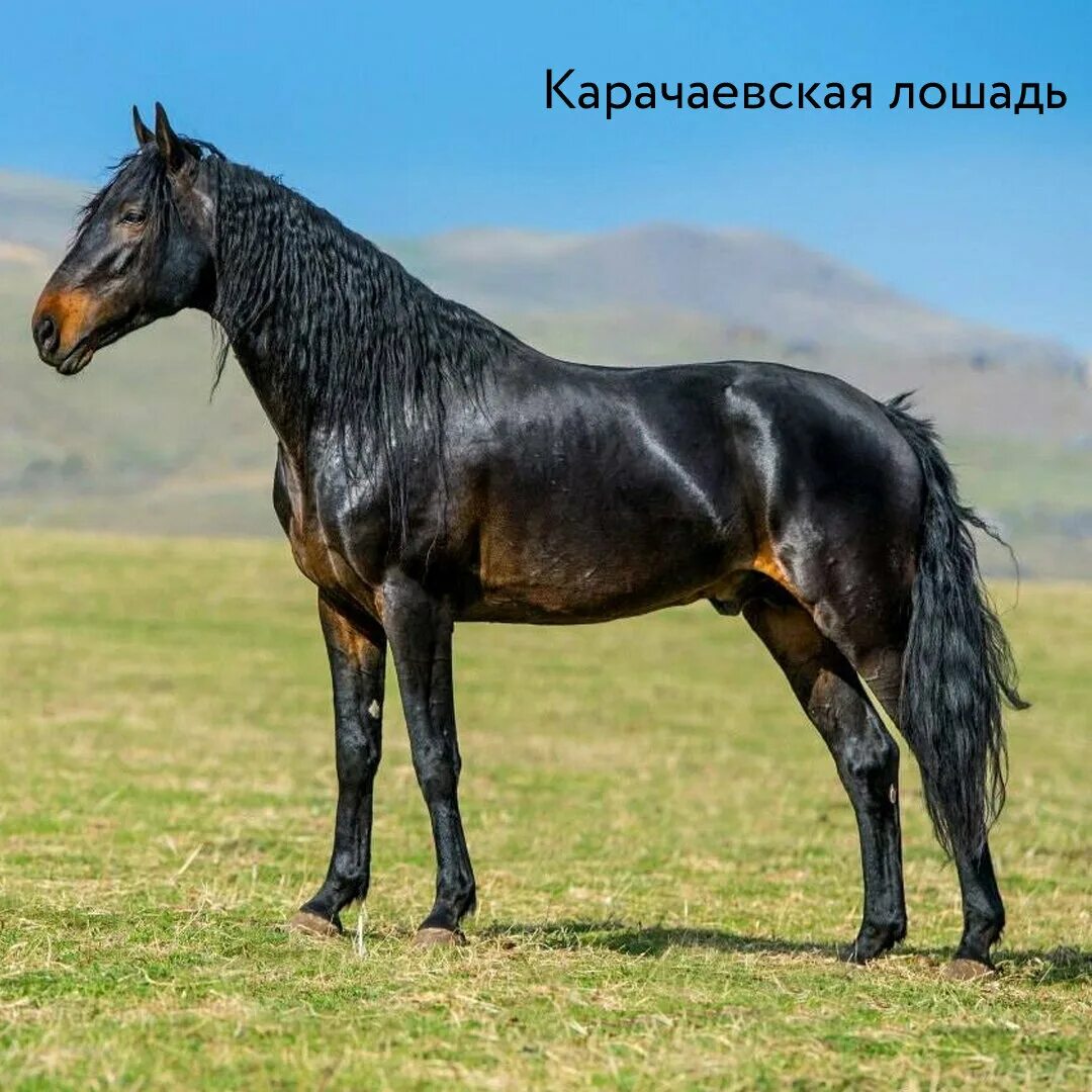 Карачаевская лошадь фото Породы лошадей выведенных в России Компания "ВЕДА" Дзен