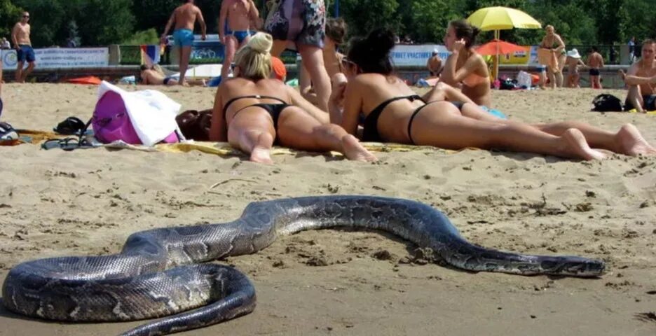 Карадакский змей фото SOCHI NEWS SEPTEMBER 2020 . The presence of snakes on the beach in Sochi. VIDEO 