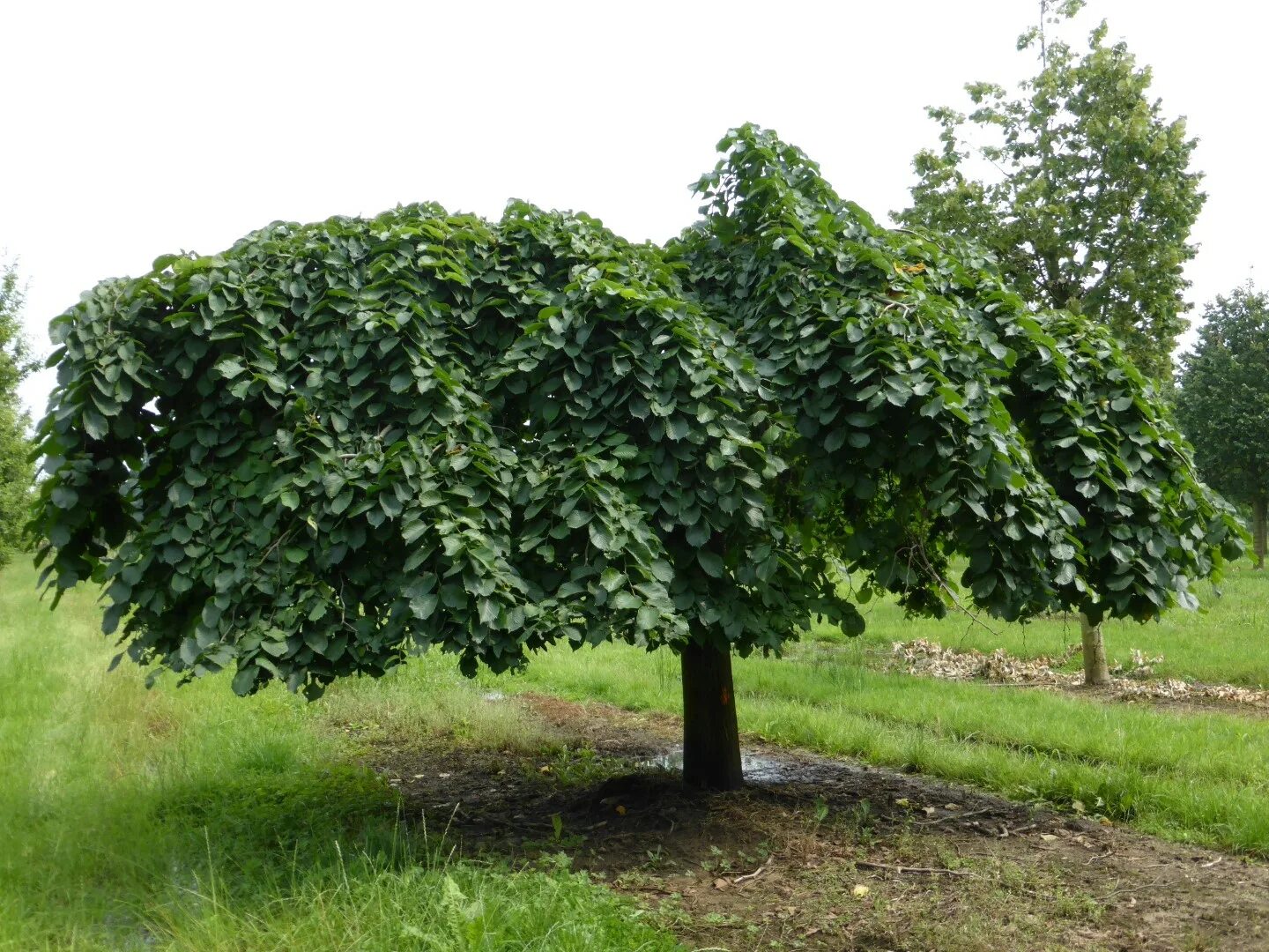 Карагач дерево фото Вяз Вяз шершавый Кампердоуни (Ulmus glabra Camperdownii) С30 120-160см купить по