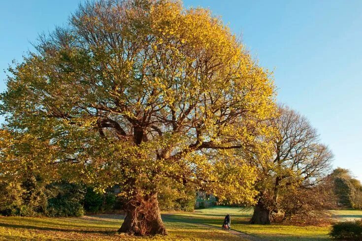 Карагач дерево фото Elm Tree Plants Deciduous trees, Elm tree, Photo tree