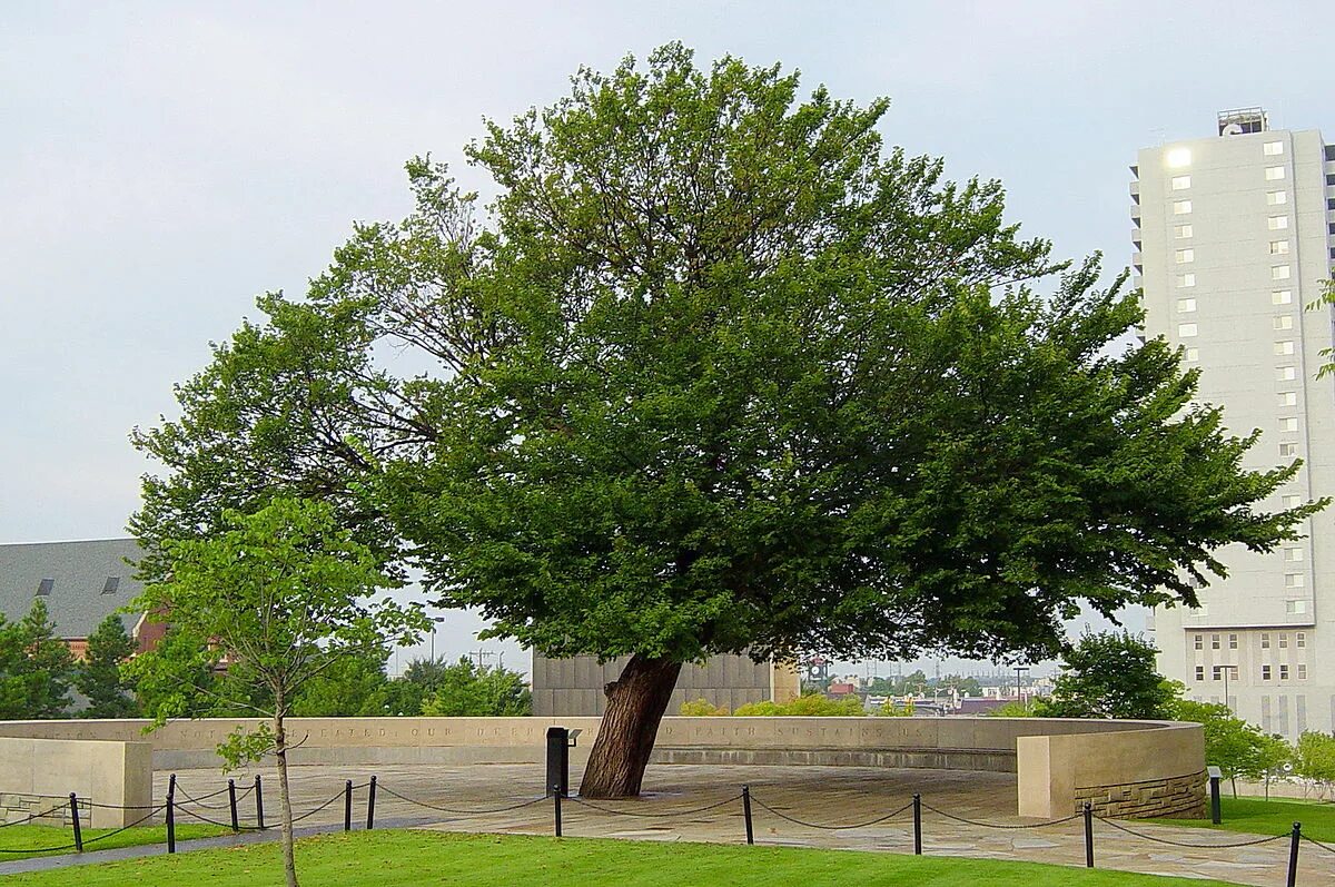 Карагач дерево фото File:The Survivor Tree at the Oklahoma City National Memorial.jpg - Wikipedia