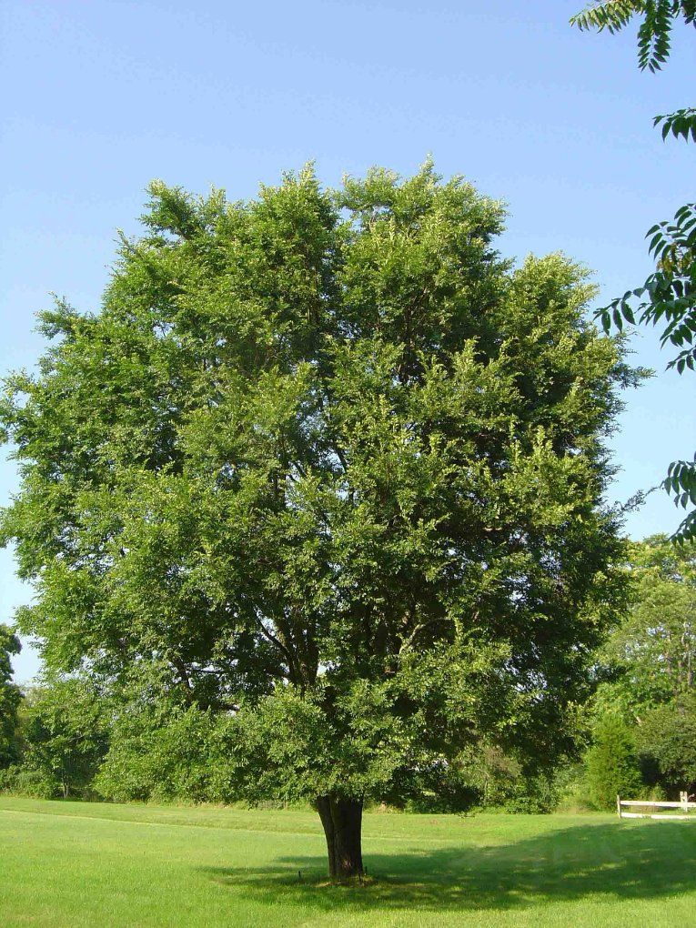 Карагач дерево фото To Grow a Chinese Elm Chinese elm tree, Elm, Deciduous trees