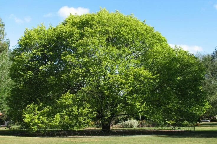 Карагач дерево фото Wych elm (Ulmus glabra) Deciduous trees, Elm tree, Garden trees