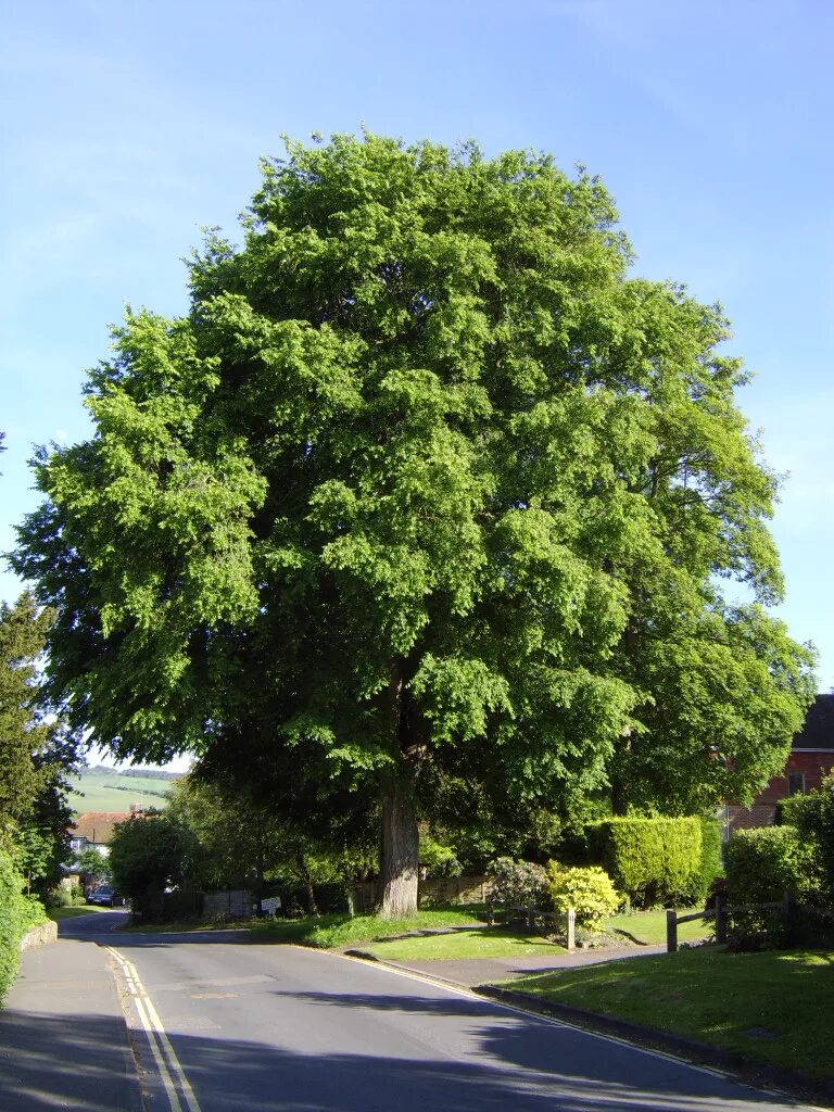 Карагач дерево фото File:Ulmus × hollandica, Deans Road, Alfriston, England.jpg - Wikipedia