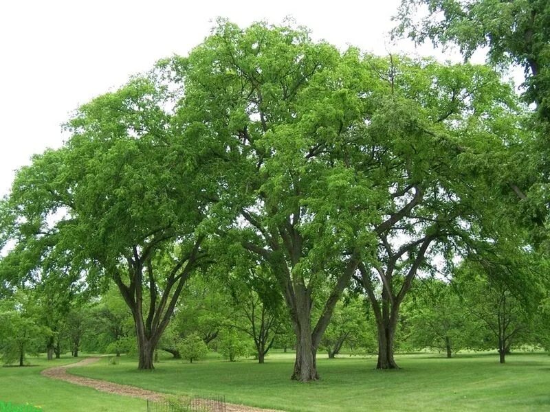 Карагач дерево фото Elm Tree Fast growing shade trees, Shade trees, Elm tree