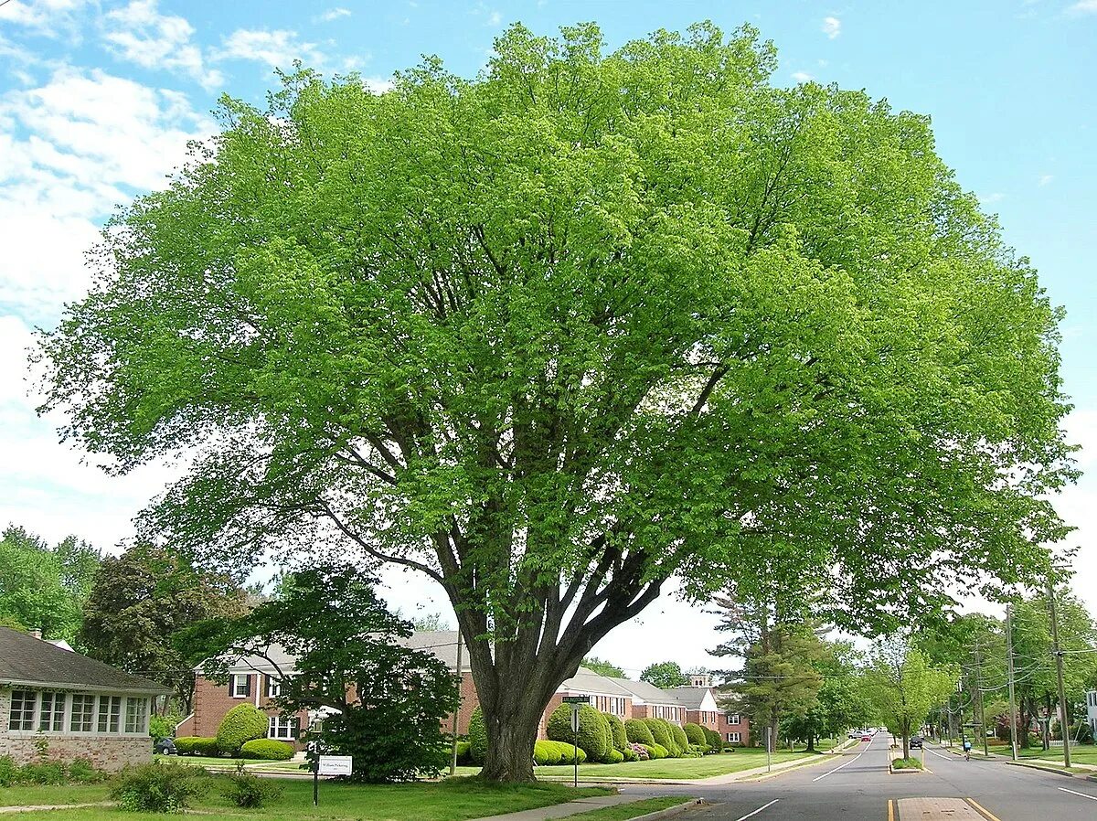 Карагач дерево фото File:Elm Tree in West Hartford, Connecticut - May 2017.jpg - Wikipedia