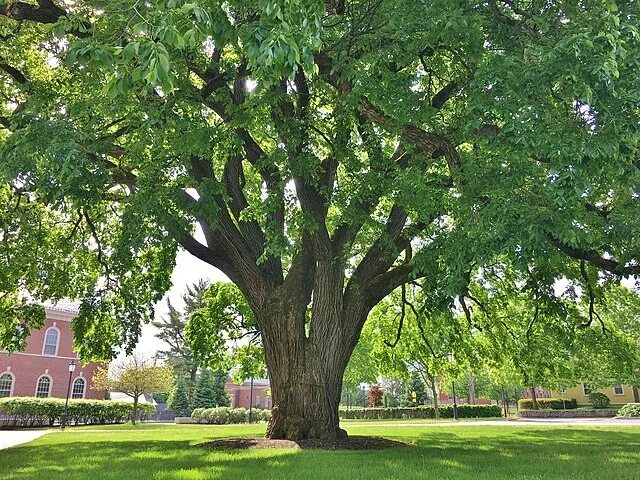 Карагач дерево фото File:American Elm at Phillips Academy, Andover, MA - May 2020.jpg - Wikipedia