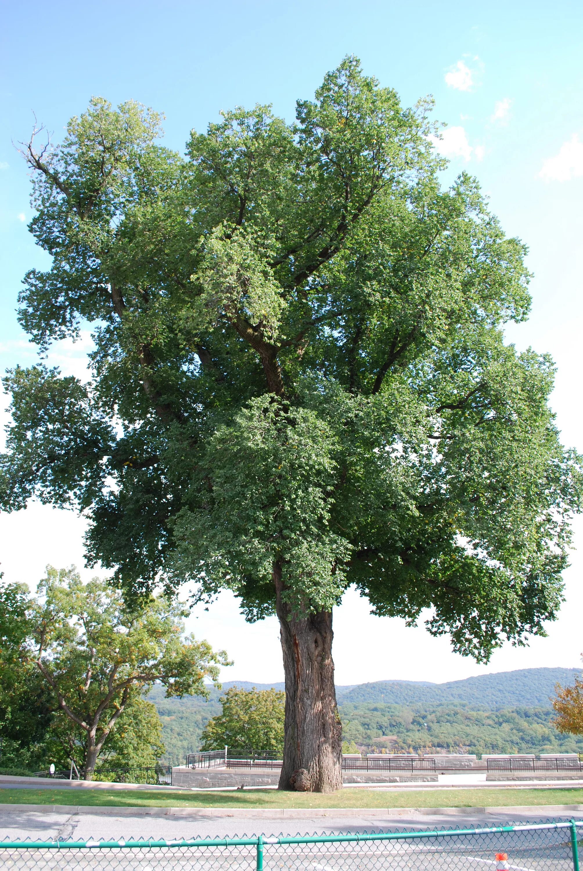 Карагач дерево фото File:Large English Elm at West Point, NY 4 Sep 2009.jpg - Wikipedia