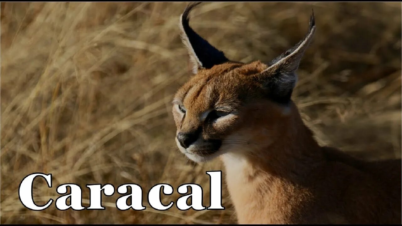 Каракал фото дикая The Caracal - YouTube