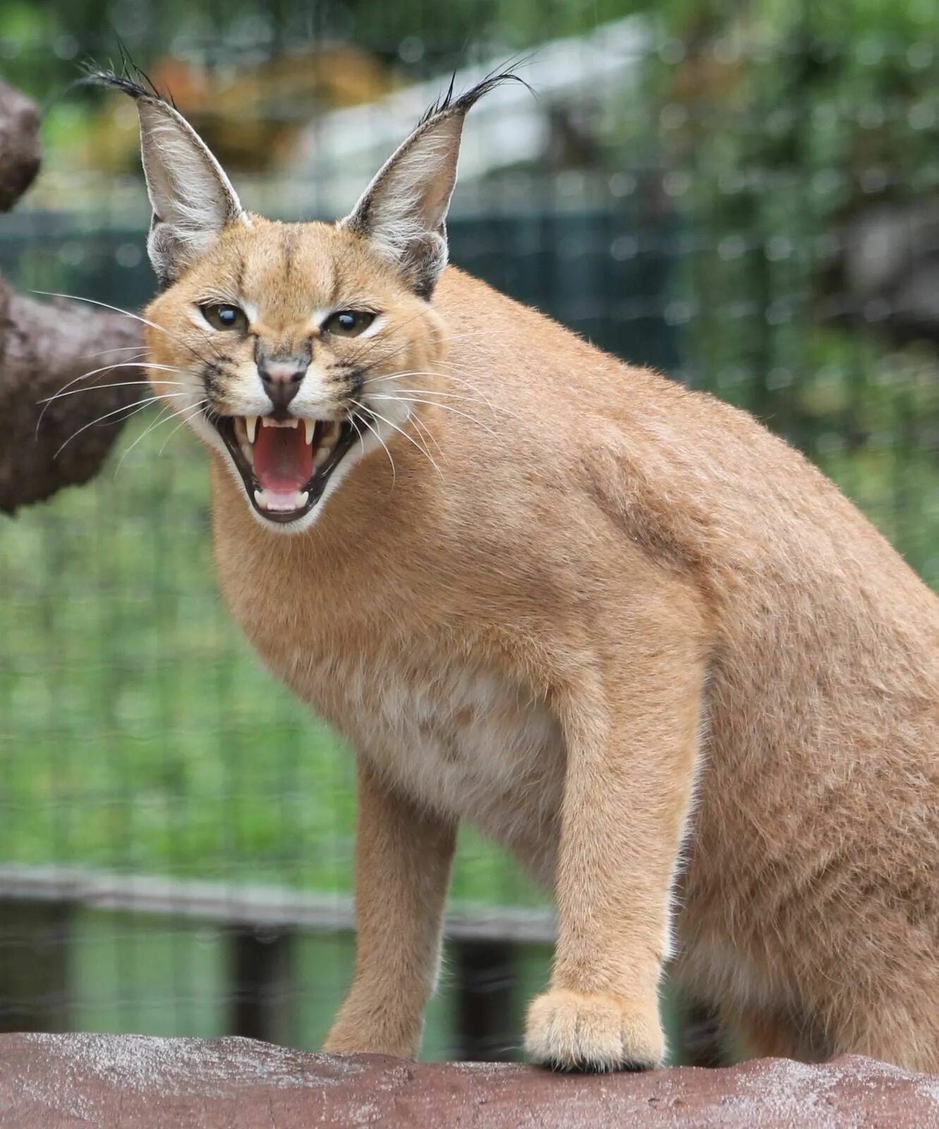 Каракал фото дикая Caracal " Uilen- en Dierenpark "de Paay" Gallery