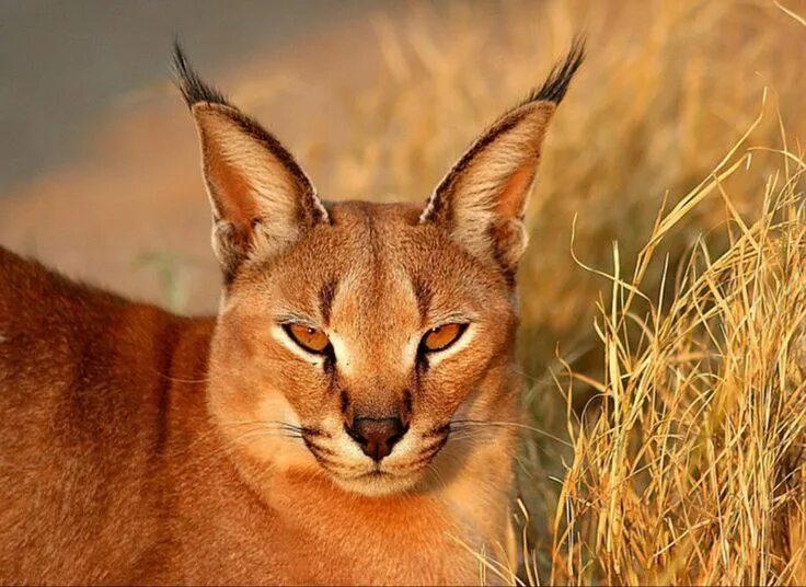 Каракал фото дикая Пин от пользователя Eric Peters на доске Cats Каракал, Кошка манчкин, Кошачьи