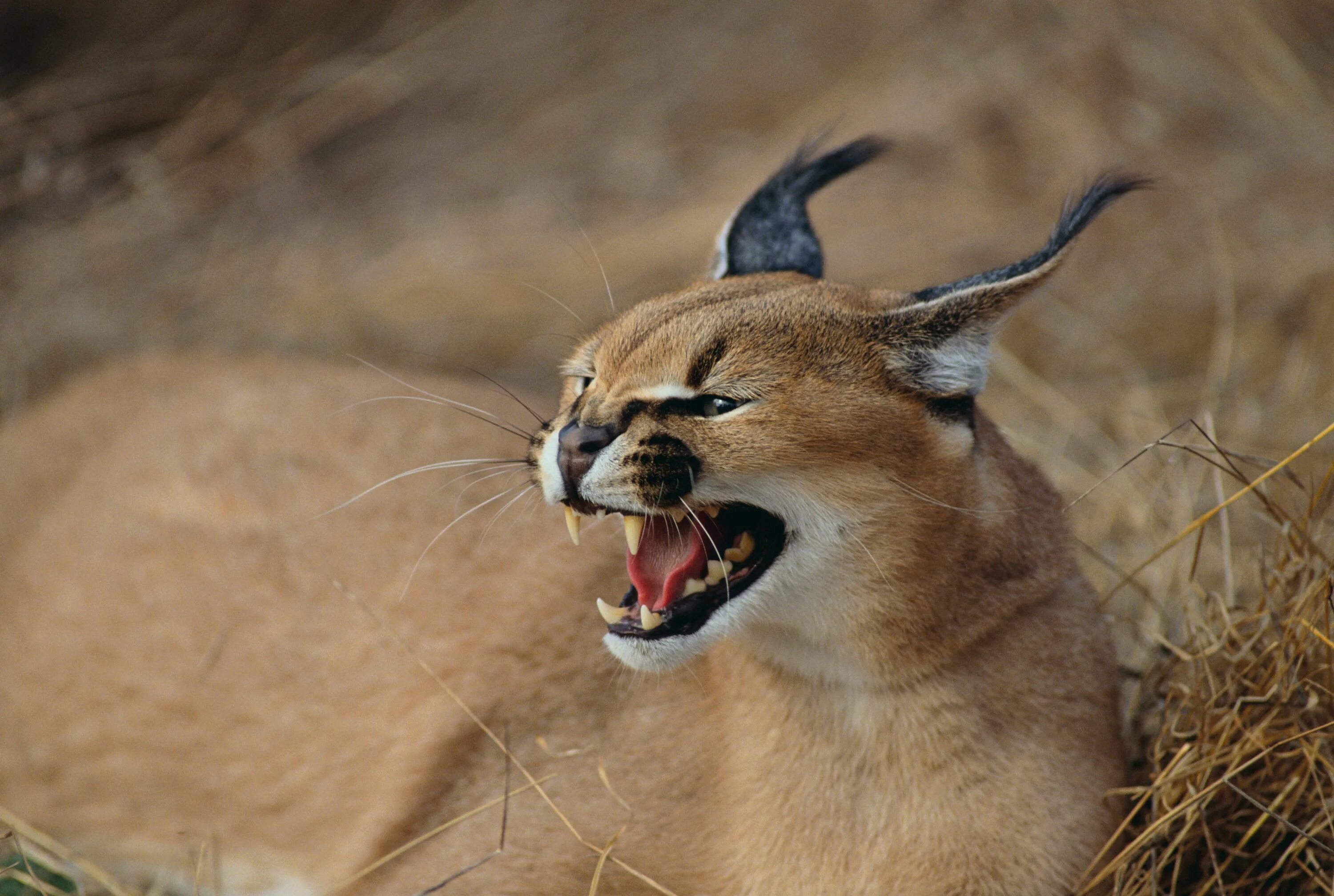 Каракал фото дикая Animal Fight Club - National Geographic Channel - Abu Dhabi الصور - Animal Fight