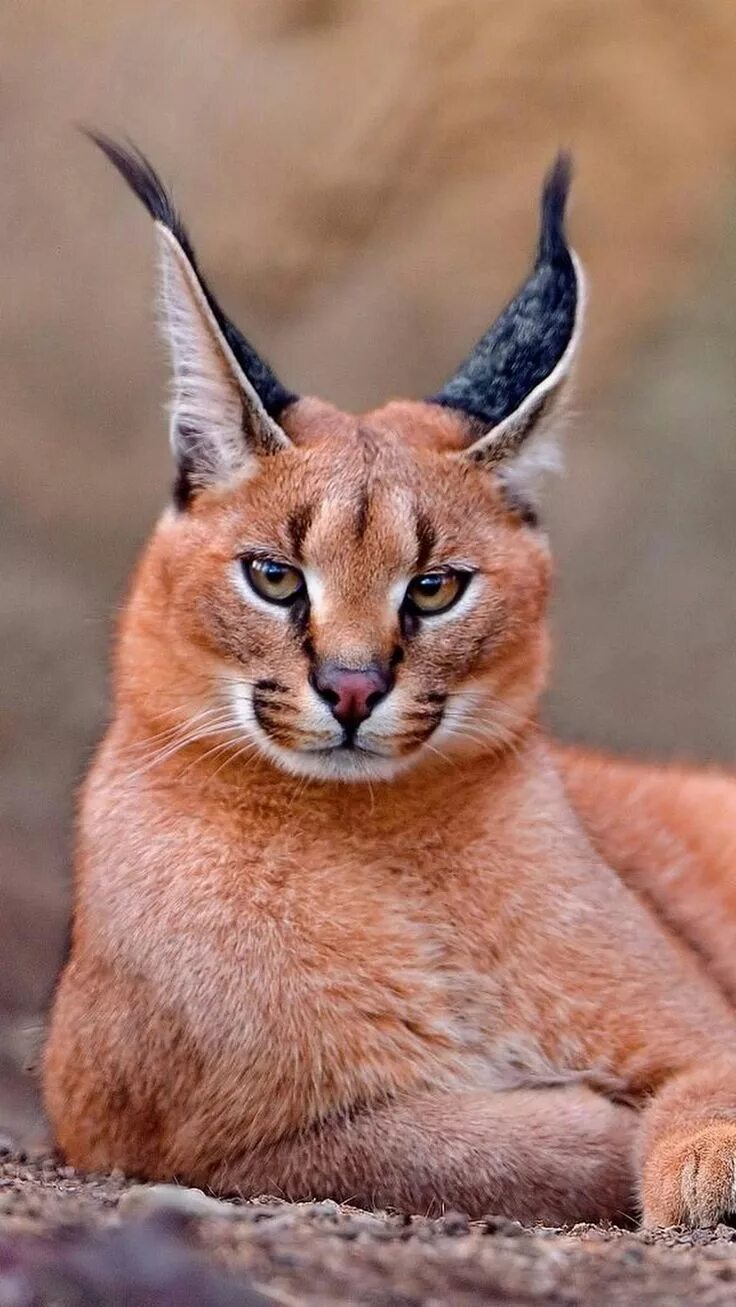 Каракал фото дикая NATURE Exotic cats, Animals wild, Caracal cat