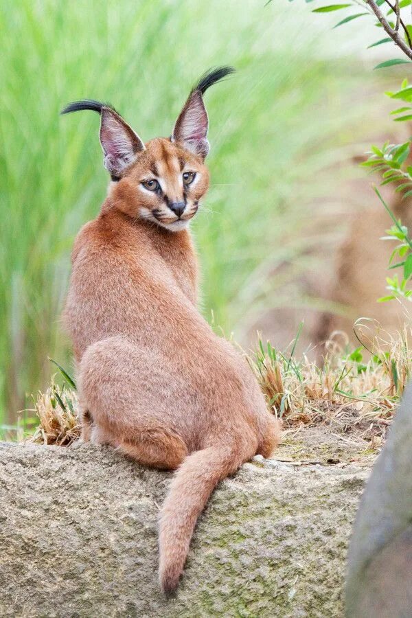 Каракал фото дикая Caracal Kitten by Arman Werth / 500px Cute animals, Wild cats, Animals