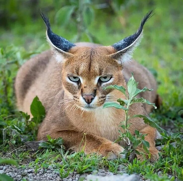 Каракал фото дикая Pin by Shantal DelClair on 4 Pattes Photo, Safari, Animals wild