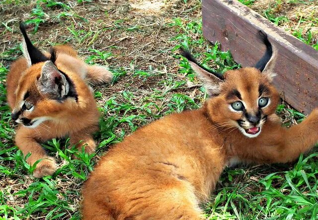 Каракал кошка фото Caracal Kittens! - Imgur Caracal kittens, African cats, Caracal cat