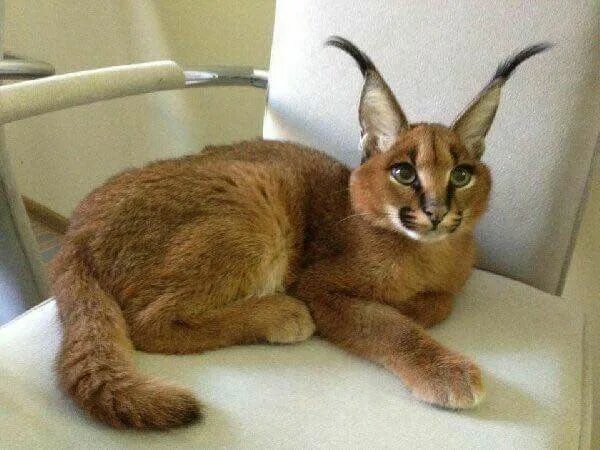 Каракал кошка фото Carcal Caracal cat, Caracal kittens, Serval cats