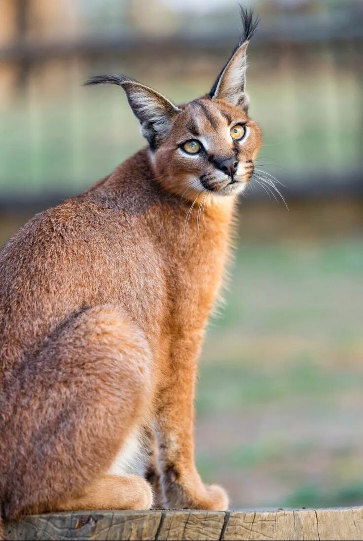 Каракал кошка фото Pin by Kozet Mitchell on Cats- Caracals, Servals & other African medium size cat