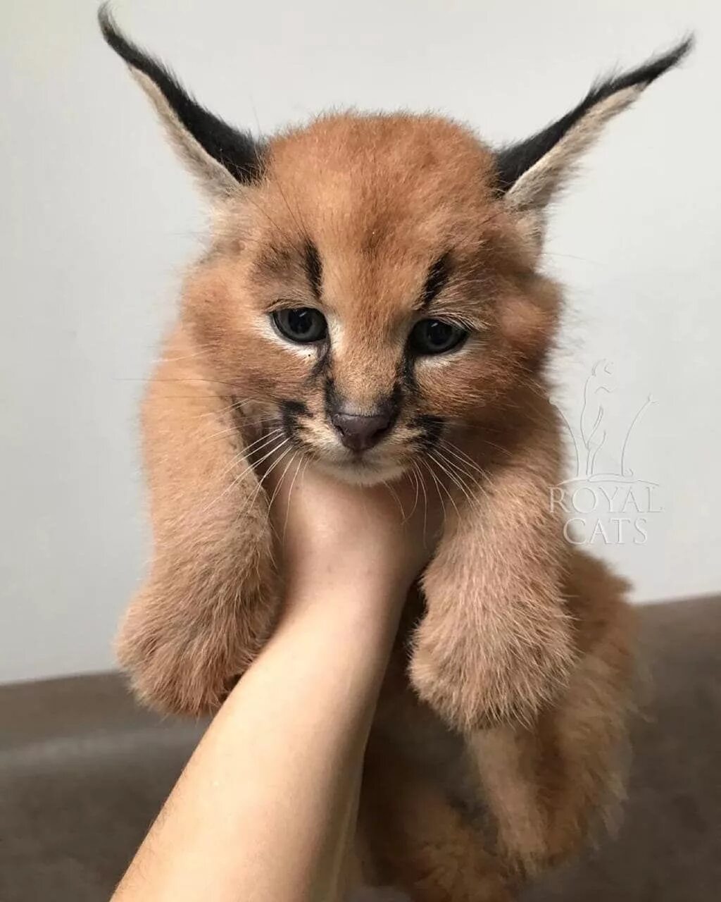 Каракал котенок фото This is a baby caracal. Funny animals, Baby caracal, Cute animals