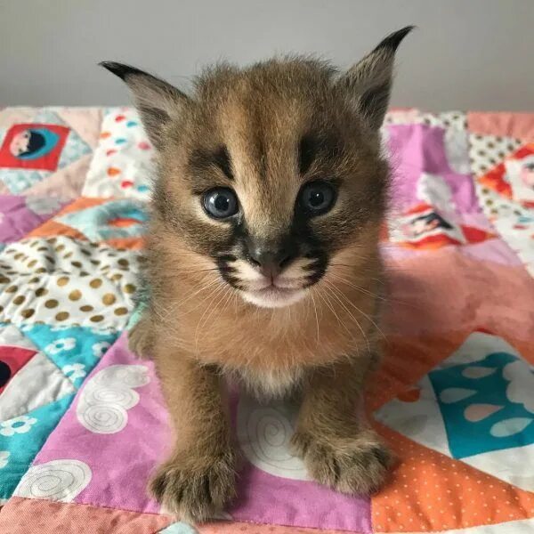 Каракал купить котенка фото Caracal kittens Pets for sale, Caracal cat, Caracal kittens