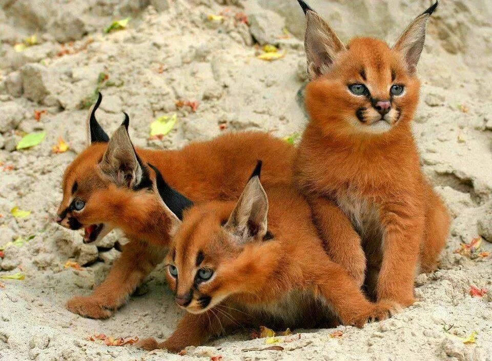 Каракал купить котенка фото Qué hermosura!!! Baby animals, Cute animals, Caracal kittens