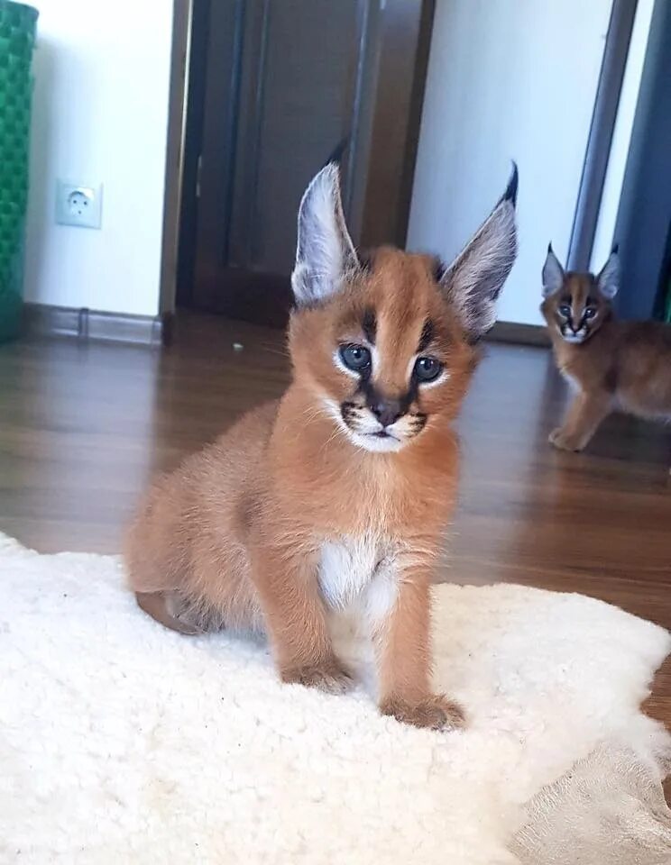 Каракал купить котенка фото caracal kitten : infonid.com