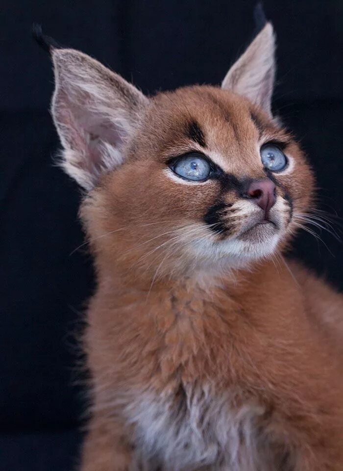 Каракал купить котенка фото Le caracal, la plus mignonne espèce de chat? - 2Tout2Rien Cutest cats ever, Beau