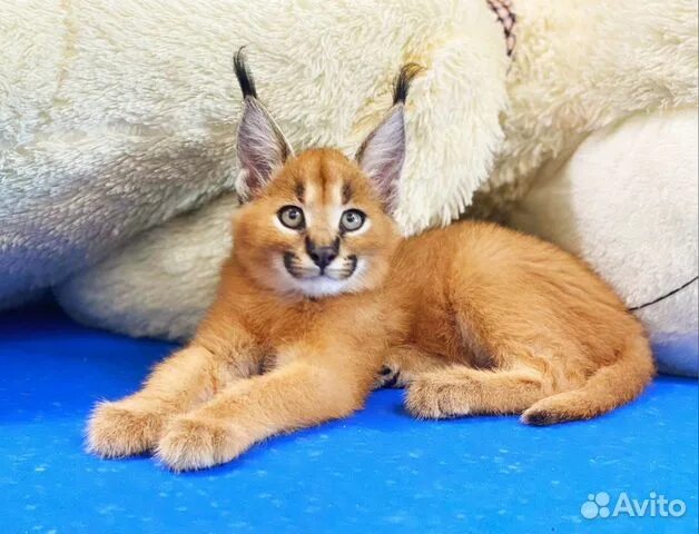 Каракет кошка фото Каракет (девочка) - готова к переезду купить в Москве Животные и зоотовары Авито