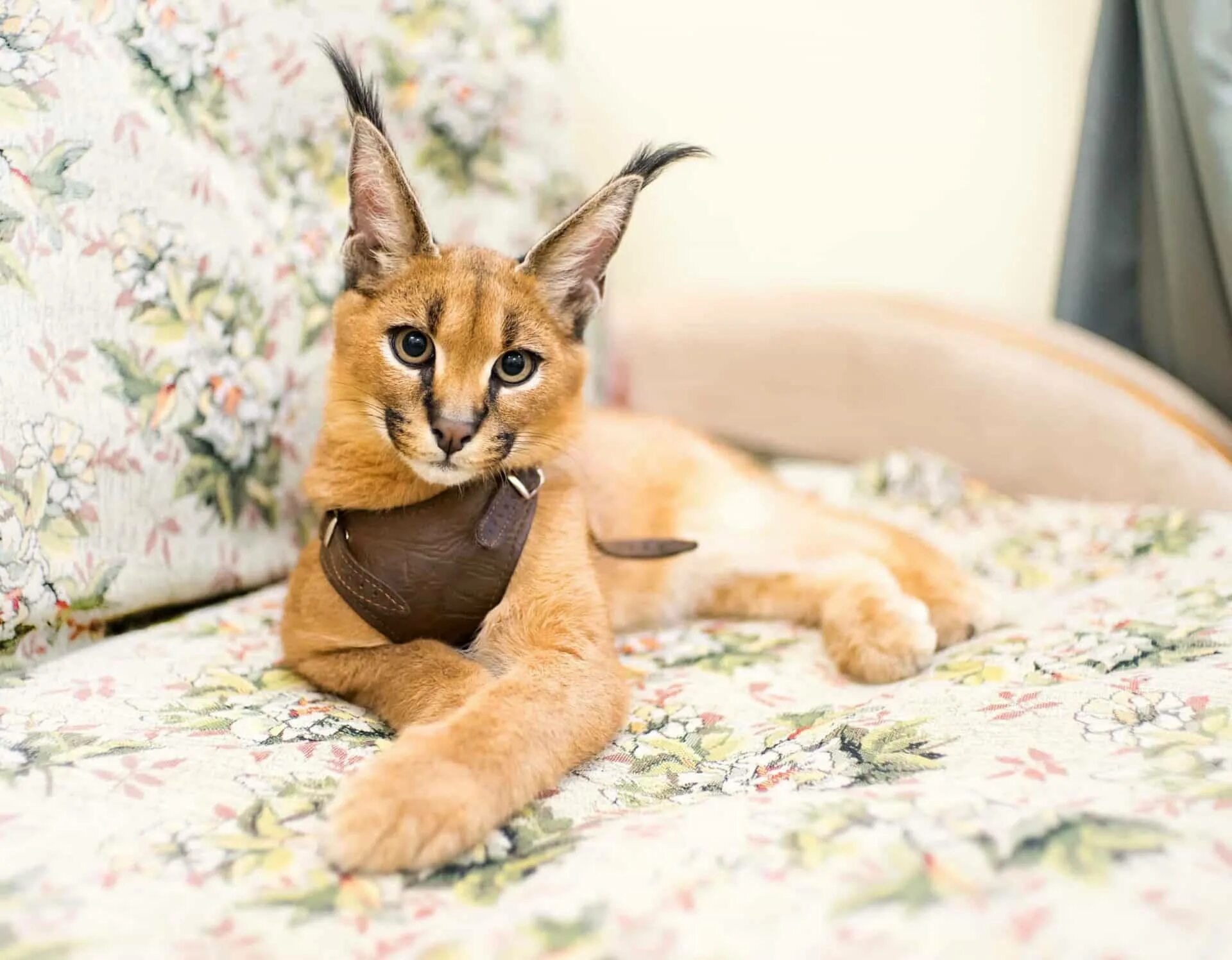 Каракет кошка цена фото Download A Mysterious Caracal Cat in Full Glory Wallpaper Wallpapers.com