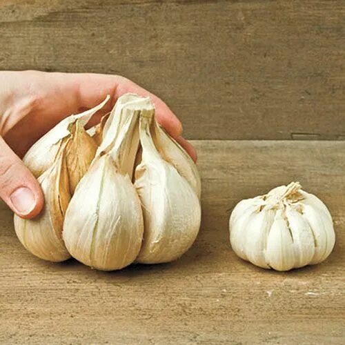 Карамболь чеснок купить фото Elephant Garlic Gurney's Seed & Nursery Co.