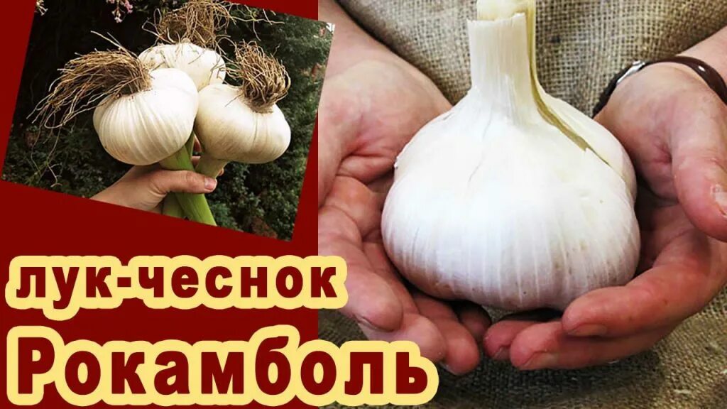 Карамболь чеснок купить фото Поступление Рокамболя! Дачная Коллекция