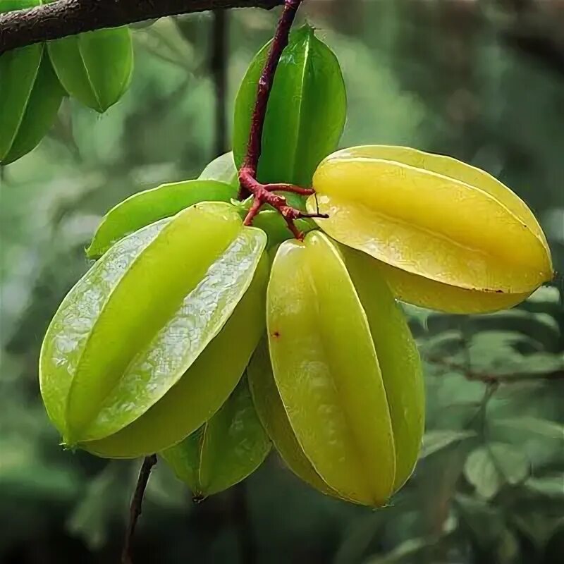 Карамболь фрукт фото Uncommon Fruits and Veggies Exotic fruit, Fruit plants, Weird fruit