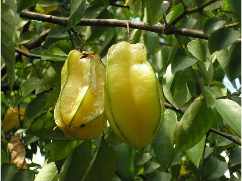 Карамболь фрукт фото и описание Carambola Star Fruit Averrhoa carambola - 5 Seeds Fruit, Fruit trees, Seeds