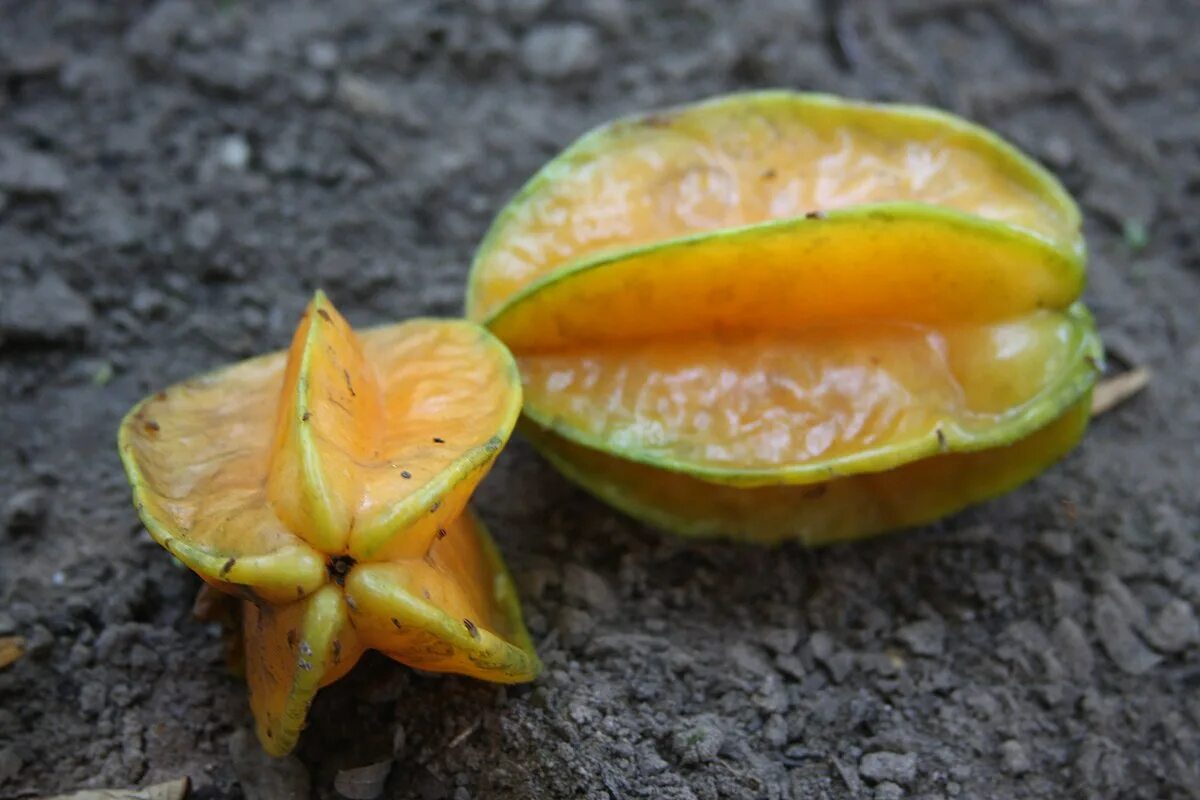 Карамболь фрукт фото и описание Carambola - Vikipediya