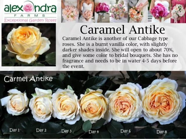 Карамель антик роза фото Alexandra Farms garden roses Wedding guide 2015 Rose varieties, Garden roses wed