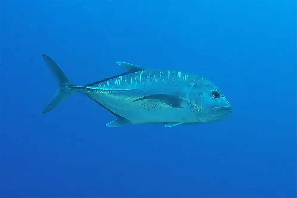 Каранкс рыба фото jumbo jack giant trevally BarryFackler Flickr