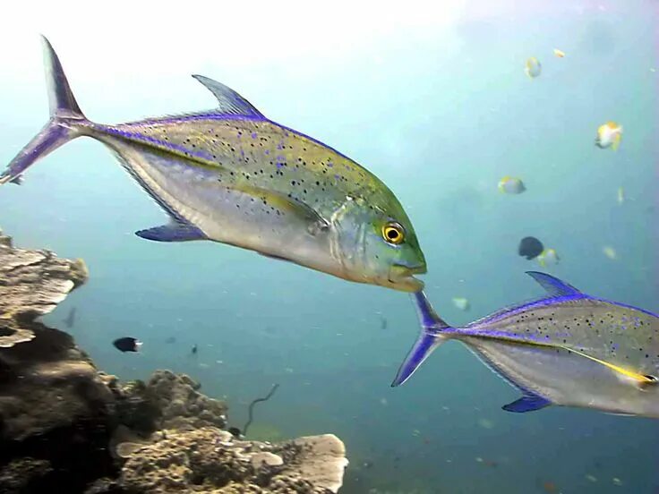 Каранкс рыба фото #Blue fin #Trevally @ Amed, #Bali Animals are beautiful people, Deep sea fishing