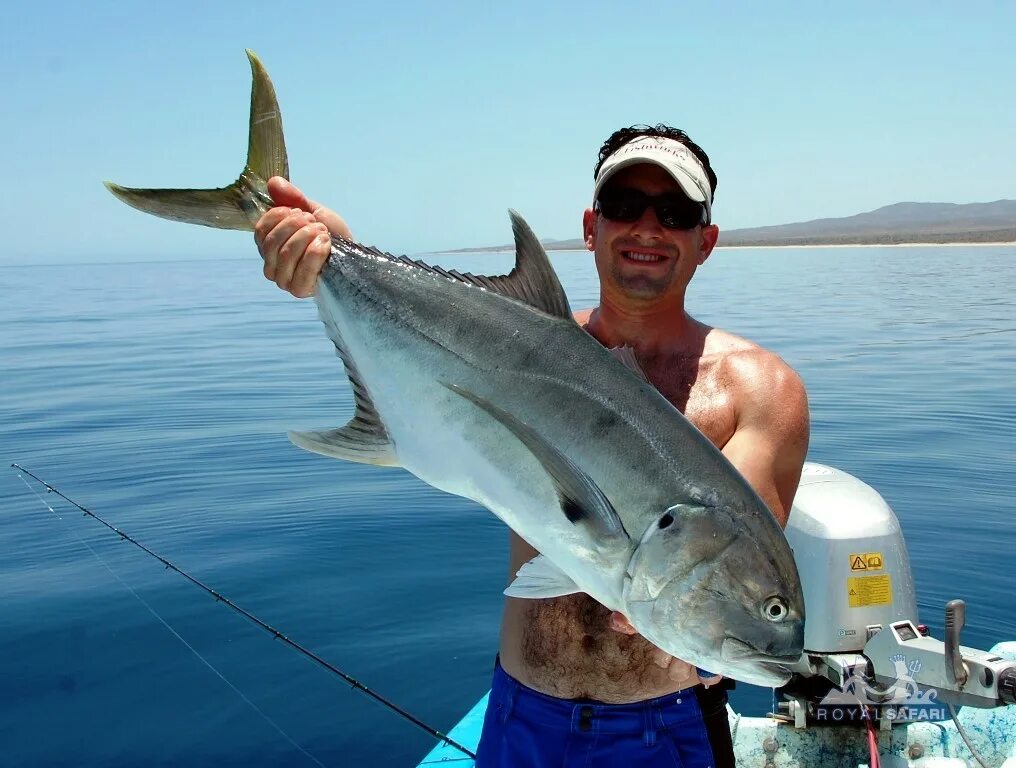 Каранкс рыба фото Флорида " Каранкс тихоокеанский (Jack, Pacific crevalle, Caranx caninus)