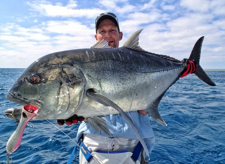 Каранкс рыба фото An example of a solid GT caught on a dumbell surface popper at Swains Reef in th