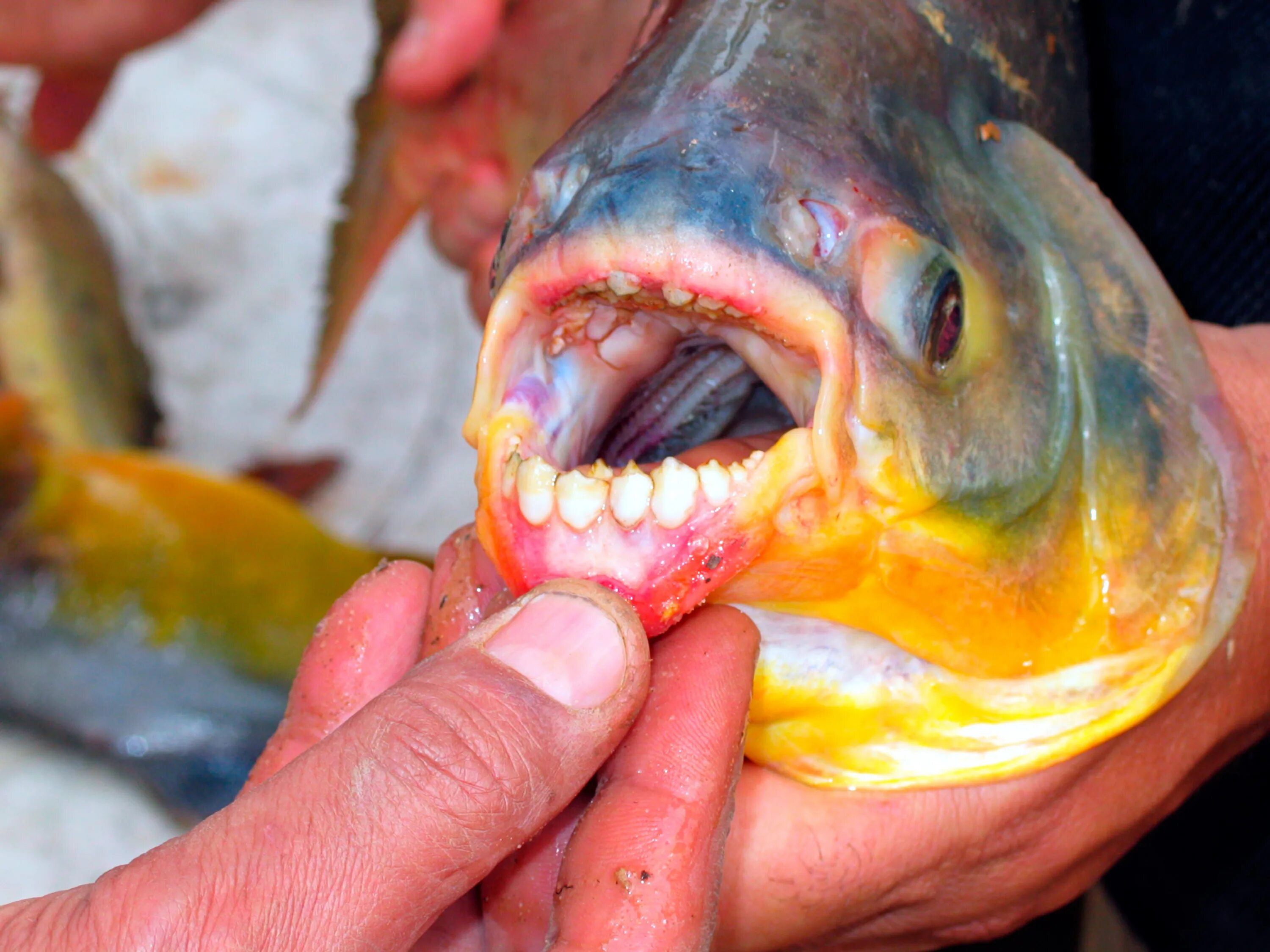 Карась фото зубы Terrifying pacu fish with human-like teeth chomps on men’s testicles found in Mi