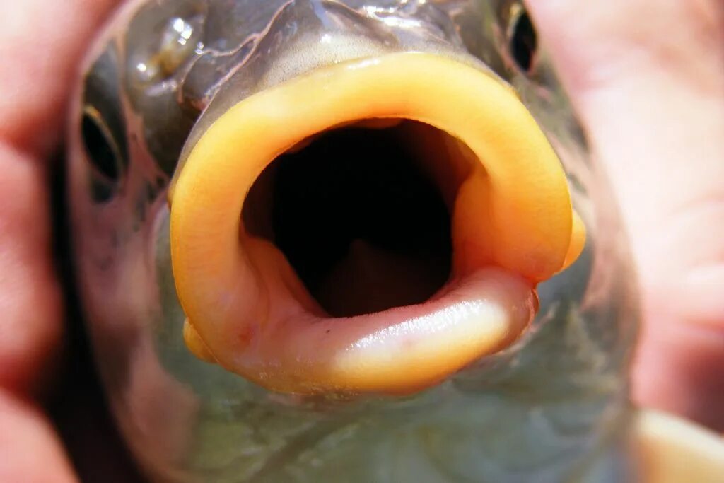 Карась фото зубы fish mouth Fish, Mouth, Illustration