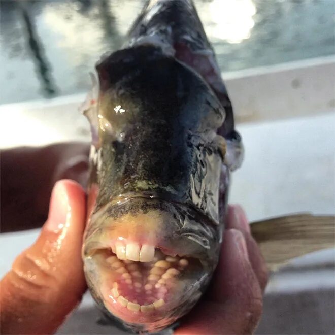 Карась фото зубы Sheepshead Fishes' Human-Like Teeth Look Funny And Terrifying At The Same Time