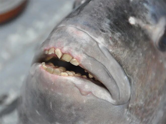 Карась фото зубы Sheepshead Fishes' Human-Like Teeth Look Funny And Terrifying At The Same Time